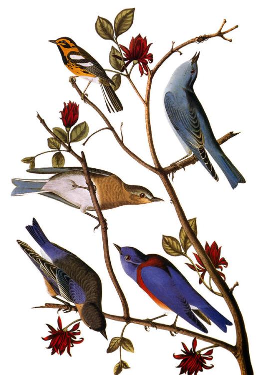 J. J. Audubon, Bluebirds