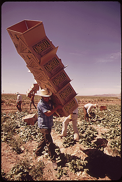 In lettuce fields along the Colorado River, Mexican worker carries boxes to field pickers, 05/1972. via NARA, ARC#549084 